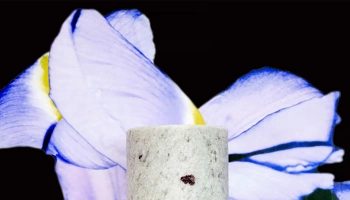 Loewe Perfumes представил новую коллекцию ароматов Crafted