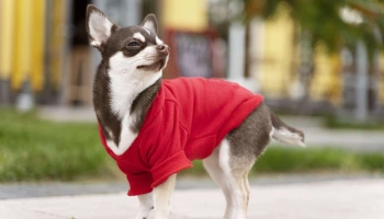 Модный гардероб для питомца: тренды 2026 для стильных кошек и собак